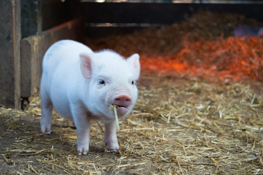 Pigs