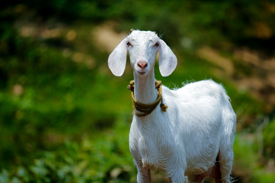 Goat (Live)